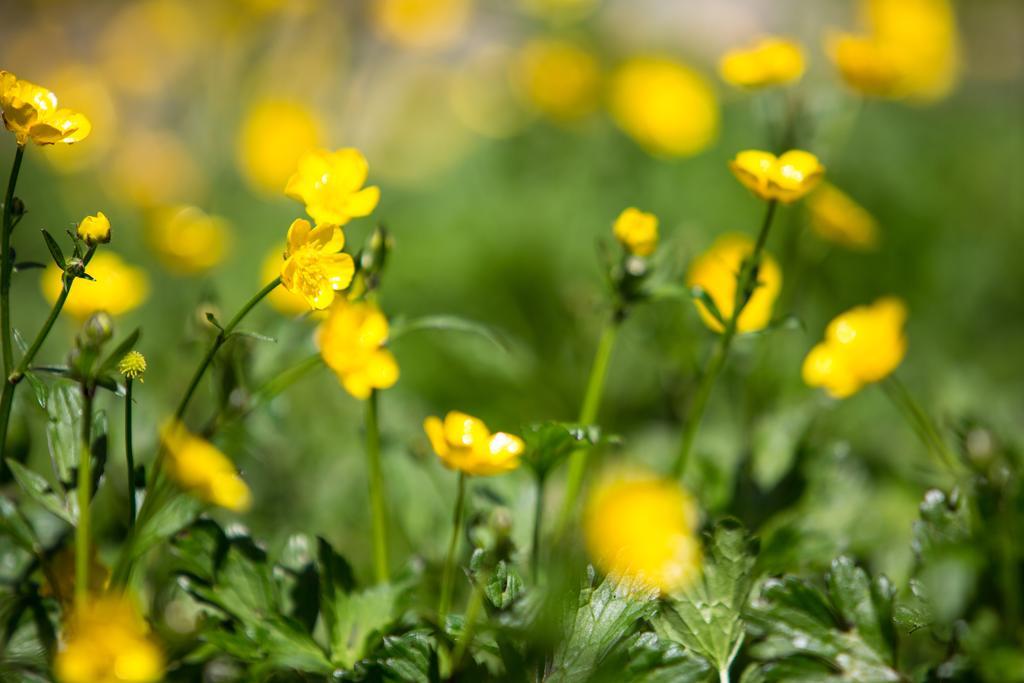 Buttercup Hill Bed & Breakfast Warburton Eksteriør bilde